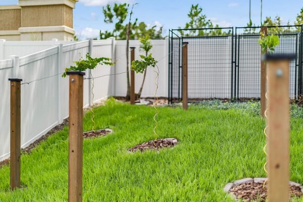 Backyard garden at 2989 Park Meadow Drive, Apopka, FL, featuring green grass, wooden posts supporting climbing plants, and a white privacy fence, showcasing outdoor space ideal for relaxation and gardening.