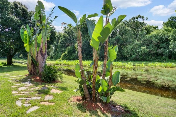 Lush backyard landscape with banana trees and a tranquil pond, highlighting the serene outdoor space of 633 Remington Oak Dr, Lake Mary, FL, ideal for private relaxation.