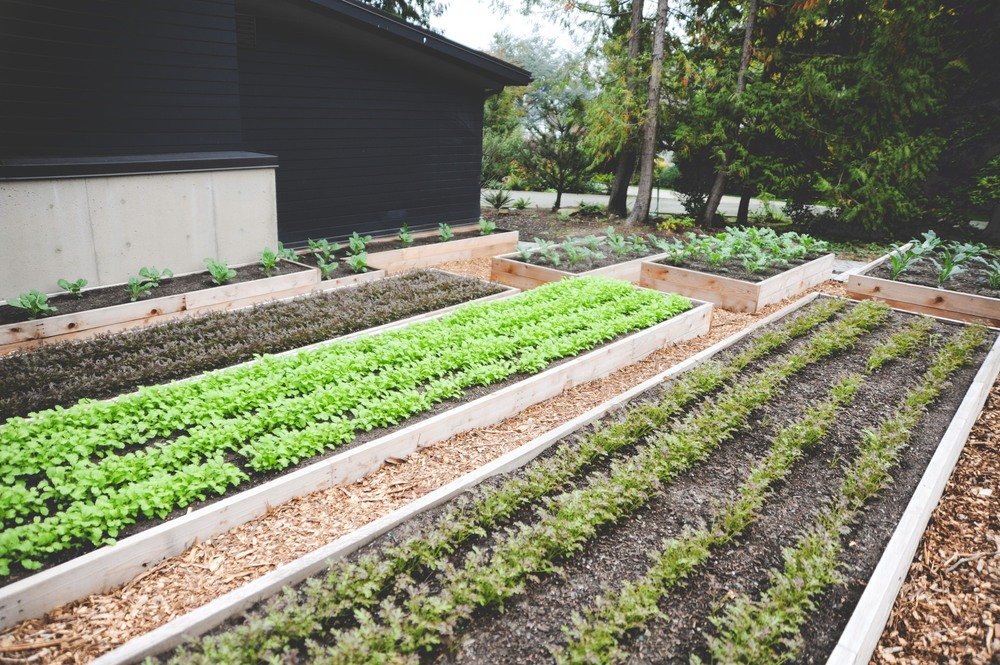 Urban garden beds with various leafy greens and herbs, highlighting local urban farming initiatives in Winter Garden, Florida.