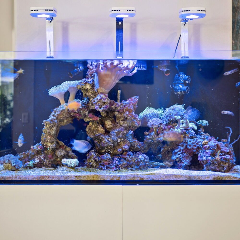 28-web-or-mls-7254_Enchanted_Lake_Dr__Winter_Garden__FL_34787-18517_P1098881